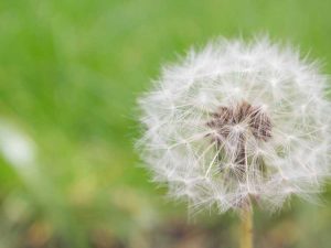 Lire la suite à propos de l’article Qu'est-ce qu'une tête de graine : identifier les têtes de graines de fleurs