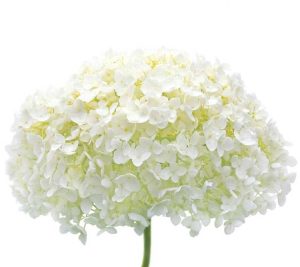 Lire la suite à propos de l’article Informations sur l'hortensia Mophead – Guide d'entretien de l'hortensia Mophead