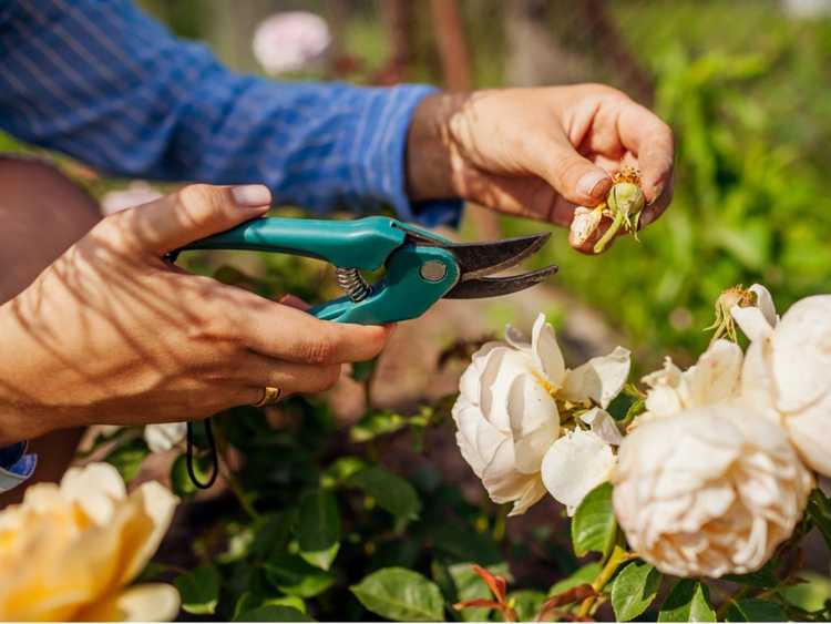 You are currently viewing Fleurs mortes : encourager une deuxième floraison dans le jardin