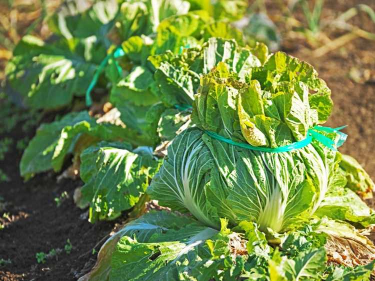 Lire la suite à propos de l’article Attacher les feuilles de chou : faut-il attacher les têtes de chou