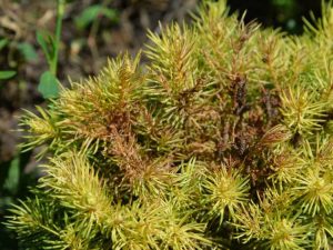 Lire la suite à propos de l’article Dommages causés aux arbres par les tétranyques : contrôle des tétranyques dans les arbres