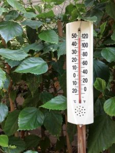 Lire la suite à propos de l’article Conseils de jardinage en cas de vague de chaleur – En savoir plus sur l’entretien des plantes pendant une vague de chaleur