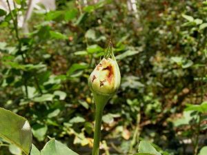 Lire la suite à propos de l’article Thrips sur les roses : comment tuer les thrips dans votre roseraie