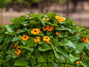 Lire la suite à propos de l’article Vignes en fleurs avec une saison de floraison prolongée