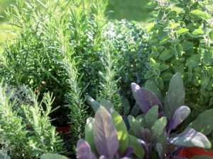 Lire la suite à propos de l’article Meilleures plantes compagnes pour le thym dans le jardin