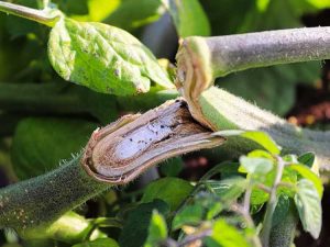 Lire la suite à propos de l’article Enregistrement et greffage par épissure de plantes cassées : comment rattacher les tiges cassées