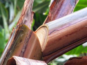 Lire la suite à propos de l’article Jardinière en tronc de banane – Cultiver des légumes dans des tiges de banane