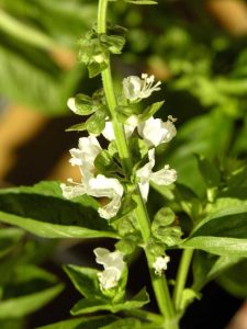 Lire la suite à propos de l’article Pincer les fleurs de basilic : faut-il laisser le basilic fleurir