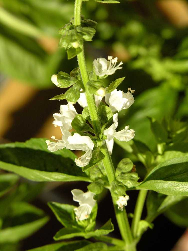 You are currently viewing Pincer les fleurs de basilic : faut-il laisser le basilic fleurir