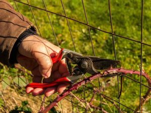 Lire la suite à propos de l’article Outils pour gauchers : découvrez les outils de jardinage pour gauchers