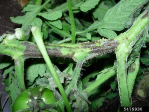 Lire la suite à propos de l’article Tiges noires sur les tomates : traiter les maladies des tiges de tomates dans le jardin