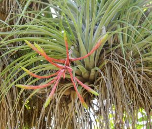 Lire la suite à propos de l’article Types de Tillandsia – Combien existe-t-il de variétés de plantes aériennes