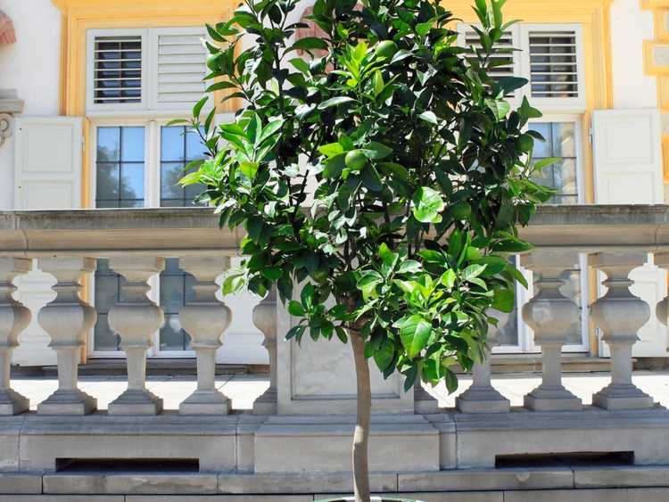 You are currently viewing Arroser les citrons verts : de quelle quantité d'eau les tilleuls ont-ils besoin dans des conteneurs