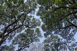 Lire la suite à propos de l’article La timidité de la couronne est-elle réelle ? Le phénomène des arbres qui ne se touchent pas