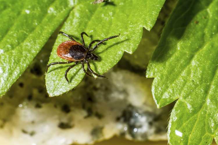 You are currently viewing Prévenir les tiques : comment se débarrasser naturellement des tiques dans le paysage