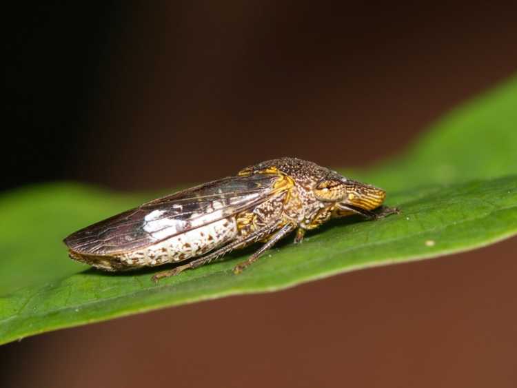 You are currently viewing Qu'est-ce qu'un tireur d'élite aux ailes vitreuses : découvrez les dégâts et le contrôle du tireur d'élite