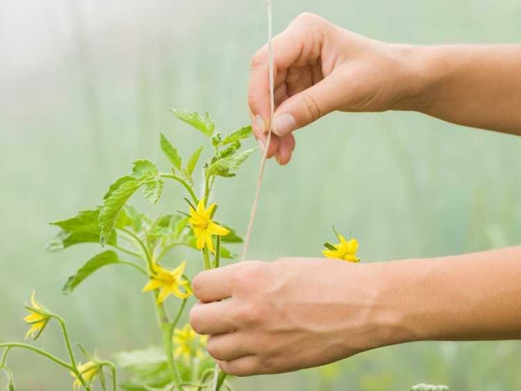 Lire la suite à propos de l’article Comment le tissage de Floride facilite le palissage des tomates