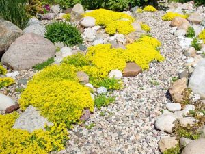 Lire la suite à propos de l’article Conception de toboggans alpins : comment créer un jardin de toboggans alpins