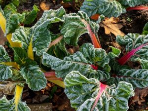 Lire la suite à propos de l’article Tolérance au gel des légumes du moins au plus rustique