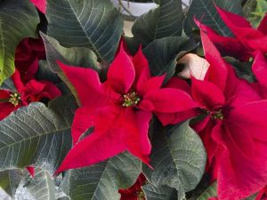 Lire la suite à propos de l’article Zones de culture du poinsettia – Informations sur la tolérance au froid du poinsettia