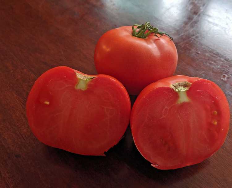 You are currently viewing Utilisations de tomates Champion et plus – Comment faire pousser un plant de tomate Champion