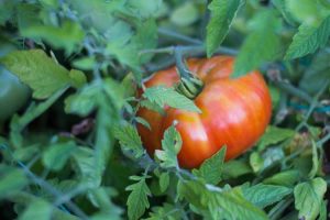 Lire la suite à propos de l’article Rapsodie Tomato Info – Comment faire pousser des tomates Rapsodie dans le jardin