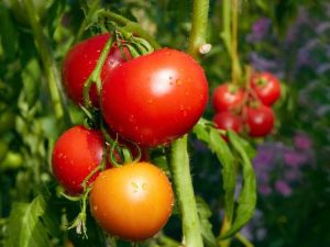 Lire la suite à propos de l’article Que faire pour les tomates affectées par les nématodes