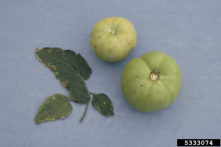 You are currently viewing Maladie du chancre bactérien de la tomate – Traiter les tomates avec le chancre bactérien