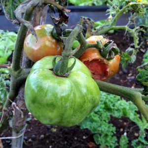 Lire la suite à propos de l’article Virus de la flétrissure tachetée de la tomate : traiter les tomates avec le virus de la flétrissure tachetée