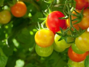 Lire la suite à propos de l’article Qu'est-ce que le virus Bunchy Top des plants de tomates