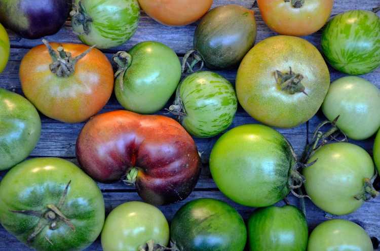 Lire la suite à propos de l’article Comment rendre les tomates vertes rouges et comment conserver les tomates à l'automne