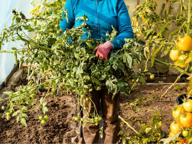 You are currently viewing 5 conseils pour l’entretien des plants de tomates en fin de saison