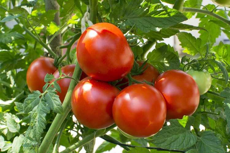 You are currently viewing Informations sur les tomates de mi-saison – Conseils pour planter des plants de tomates de culture principale