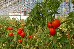 Lire la suite à propos de l’article Entretien des plants de tomates en serre : conseils pour faire pousser des tomates dans une serre