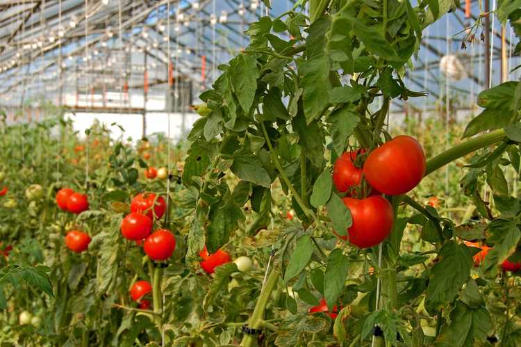 You are currently viewing Entretien des plants de tomates en serre : conseils pour faire pousser des tomates dans une serre