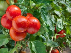 Lire la suite à propos de l’article Top 10 des tomates du Sud