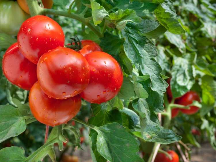 You are currently viewing Top 10 des tomates du Sud