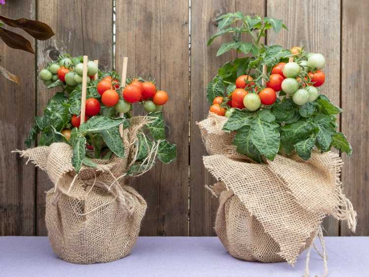 You are currently viewing Cultiver des tomates dans des conteneurs pour les débutants