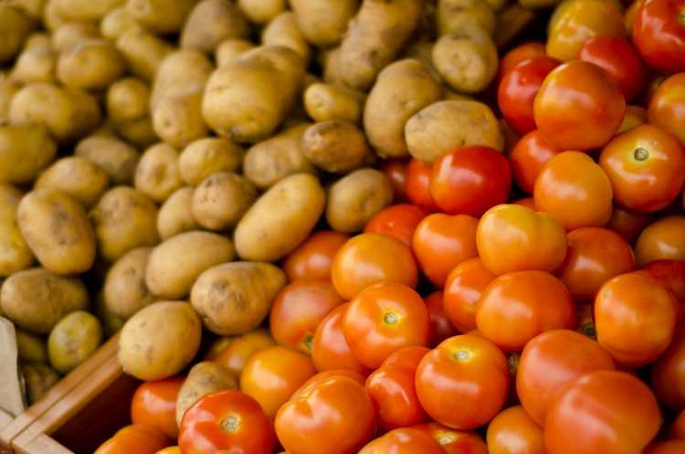 You are currently viewing Informations sur les plantes TomTato : Cultiver un plant de tomate et de pomme de terre greffé