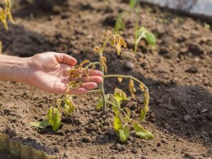 Lire la suite à propos de l’article Raviver les plants de tomates soumis à un stress thermique