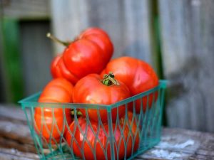 Lire la suite à propos de l’article Costoluto Genovese Info – Comment faire pousser des tomates Costoluto Genovese