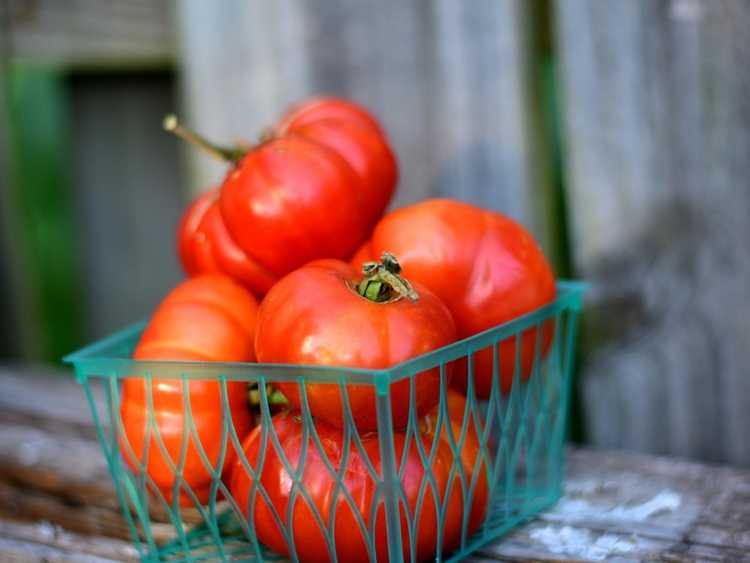 You are currently viewing Costoluto Genovese Info – Comment faire pousser des tomates Costoluto Genovese