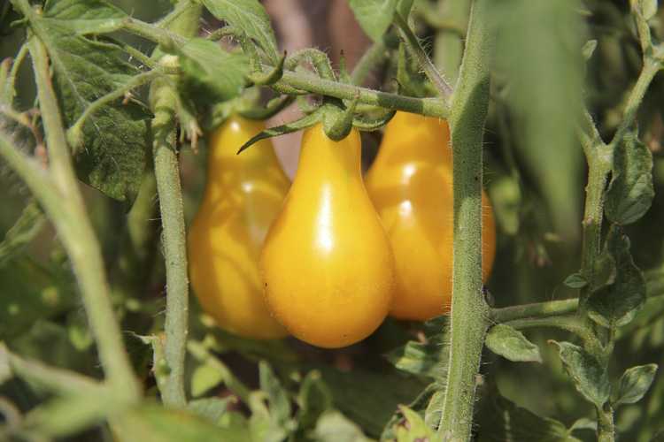 You are currently viewing Tomates pour climat chaud : comment faire pousser des tomates dans des climats chauds