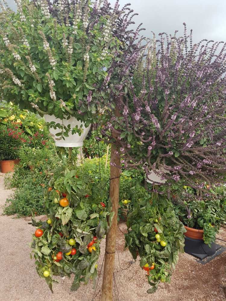 Lire la suite à propos de l’article Cultiver des tomates à l'envers – Conseils pour planter des tomates à l'envers