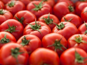 Lire la suite à propos de l’article Le guide ultime pour cultiver des tomates