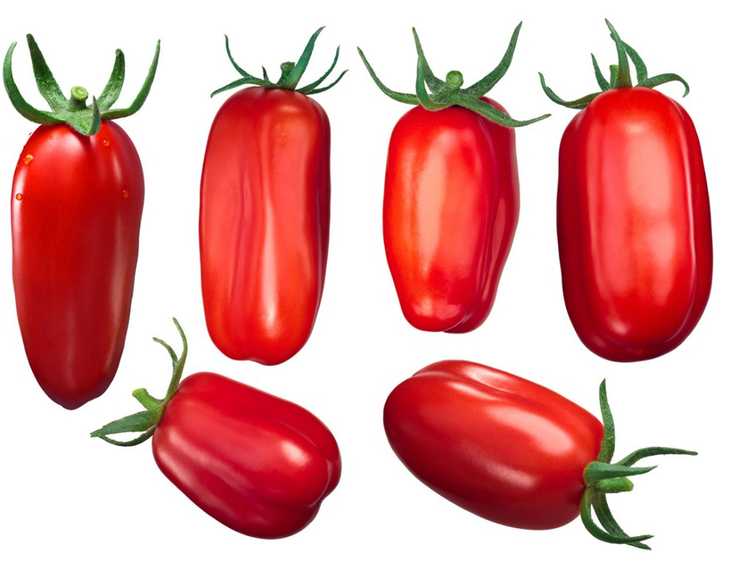 You are currently viewing Tomates San Marzano: Conseils pour cultiver des plants de tomates San Marzano