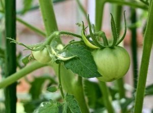 Lire la suite à propos de l’article Entretien des tomates Mortgage Lifter – Cultiver des tomates Mortgage Lifter