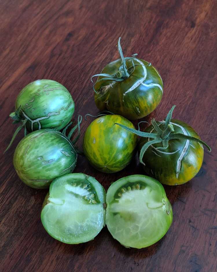 You are currently viewing Faits sur la tomate « verte moldave » : qu'est-ce qu'une tomate verte moldave