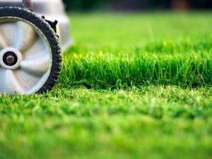 Lire la suite à propos de l’article Qu'est-ce que le scalping du gazon : comment réparer une pelouse scalpée