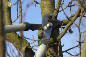 Lire la suite à propos de l’article Taille des arbres fruitiers : comment et quand tailler les arbres fruitiers